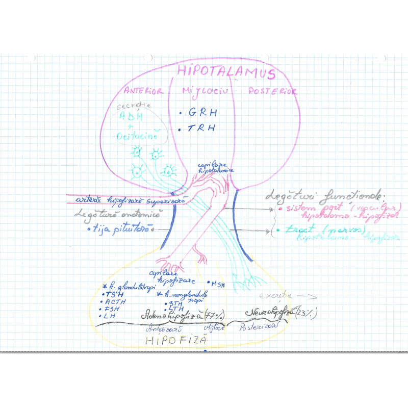 Glande - Legăturile hipotalamo-hipofizare