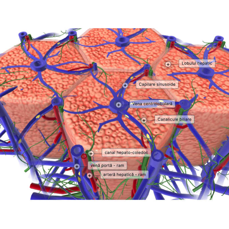 Lobulul hepatic