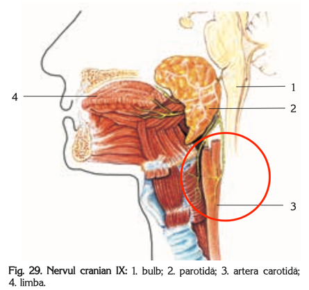 A close up of a mans faceDescription automatically generated