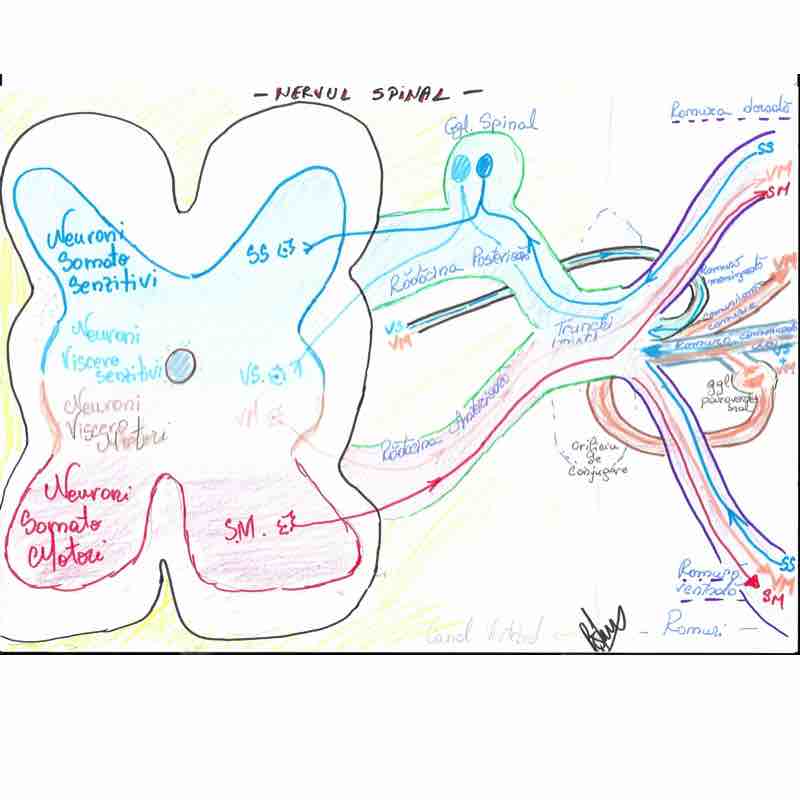 Nevul Spinal - rădăcini, trunchi și ramuri
