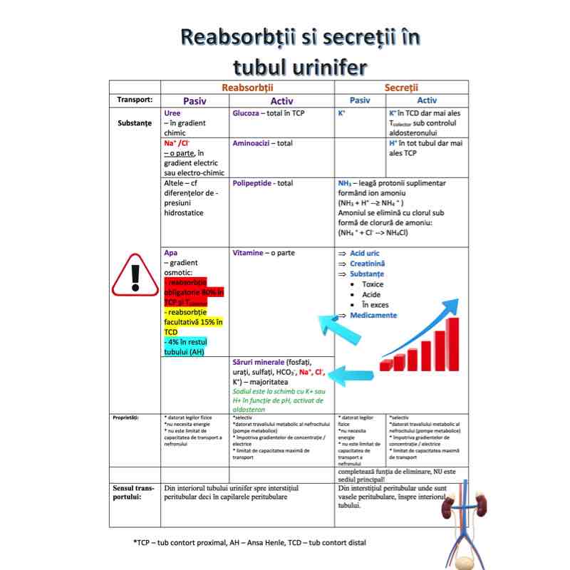 Tub urinifer - reabsorbții și secreții
