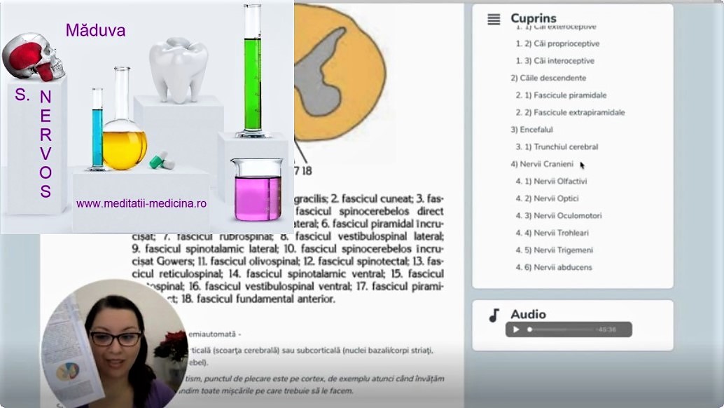 Sistem Nervos 1 - Măduvă #MaterieAdmitereMedicina