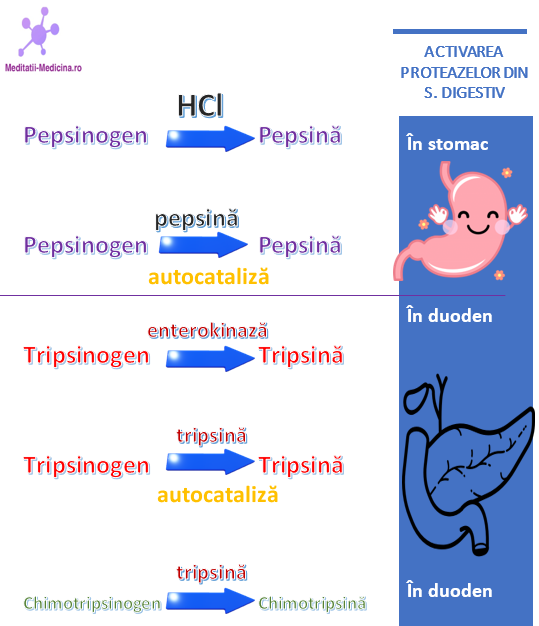 Activarea proteazelor în sistemul digestiv
