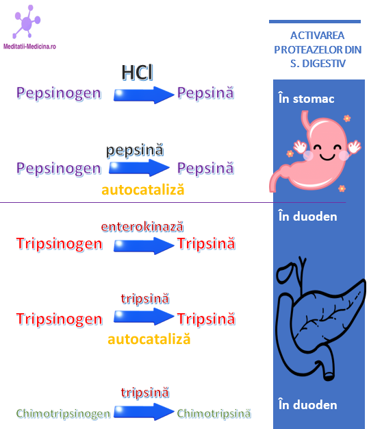 Activarea proteazelor în sistemul digestiv.