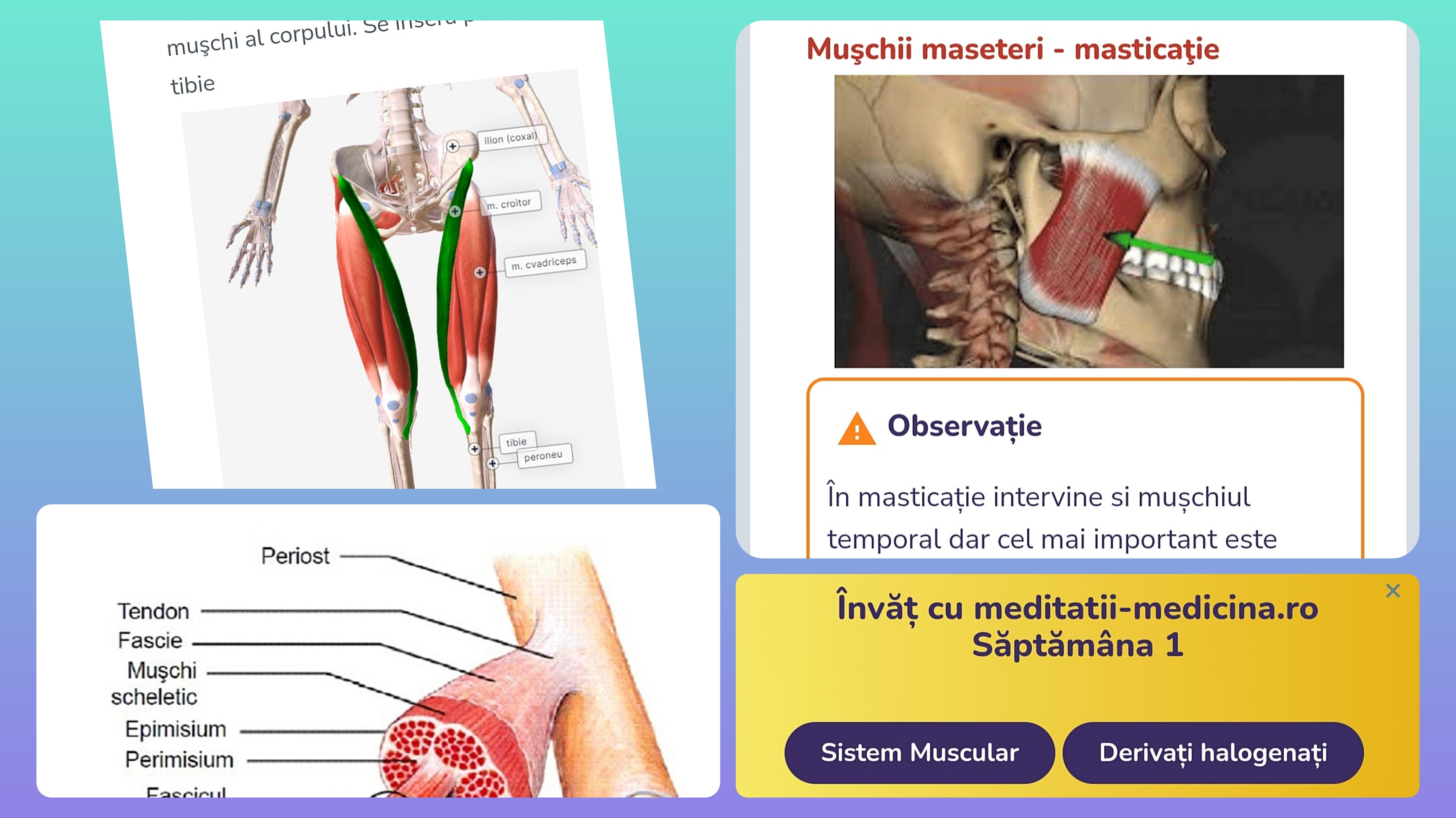 Săptămâna 1 Anato - Sistemul Muscular