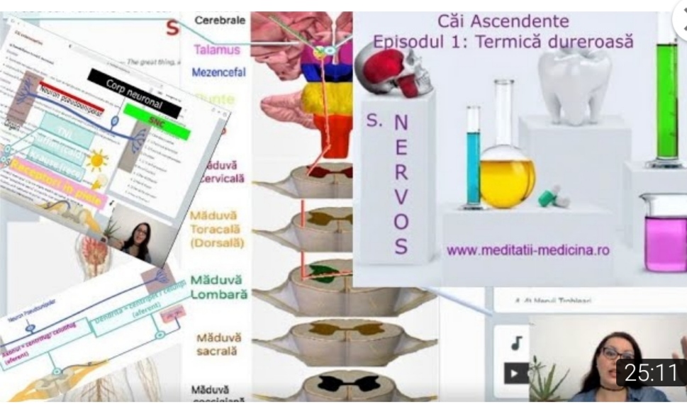 Sistem Nervos 2 - SensibilitateTermică Dureroasă#MaterieAdmitereMedicina​ | meditatii-medicina.ro