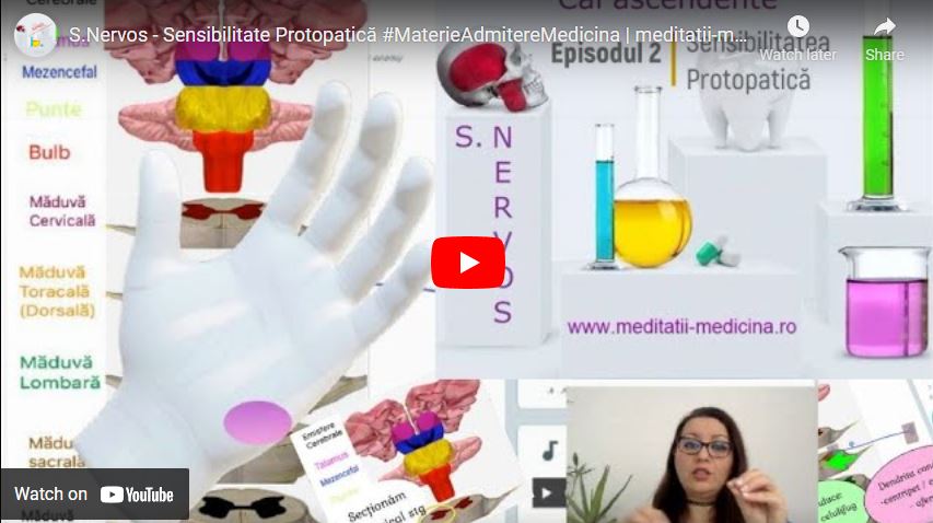 Sistem Nervos 2 - Sensibilitate Protopatică #MaterieAdmitereMedicina​ | meditatii-medicina.ro