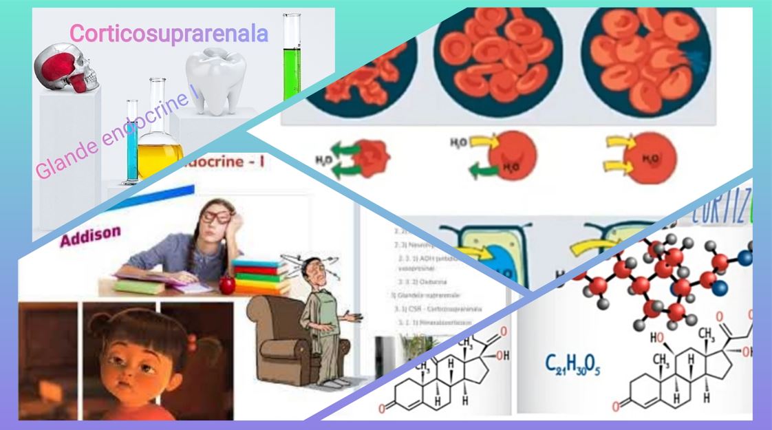 #GlandeEndocrine I - #Corticosuprarenala #MaterieAdmitereMedicina ​ | meditatii-medicina.ro