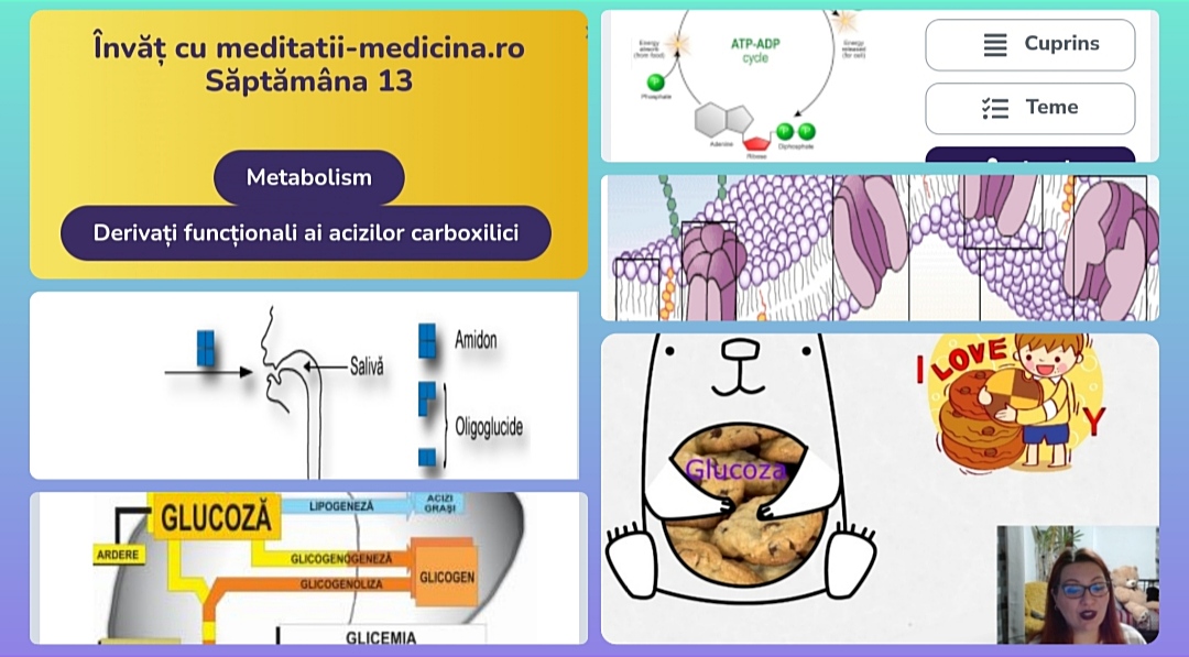 Săptămâna 13 Anato - Metabolism