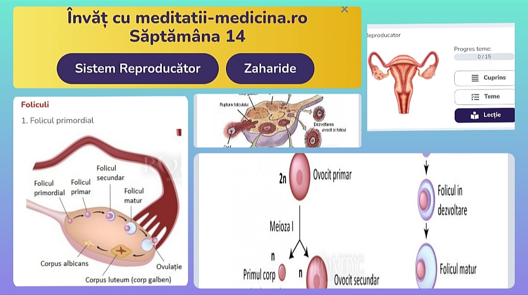 Săptămâna 14 Anato - Sistemul Reproducător