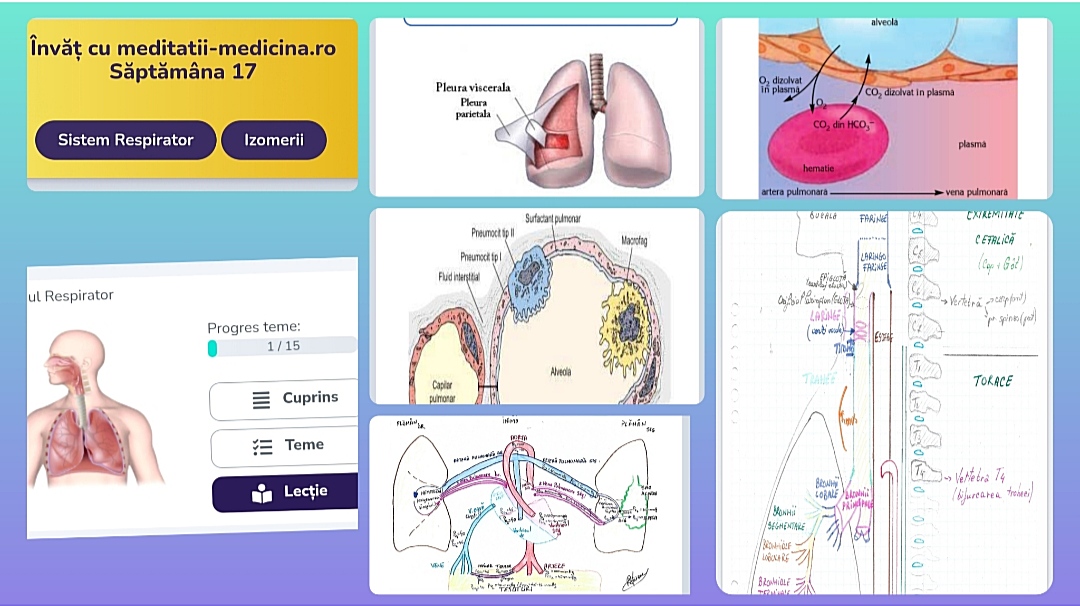 Săptămâna 17 Anato - Sistem Respirator