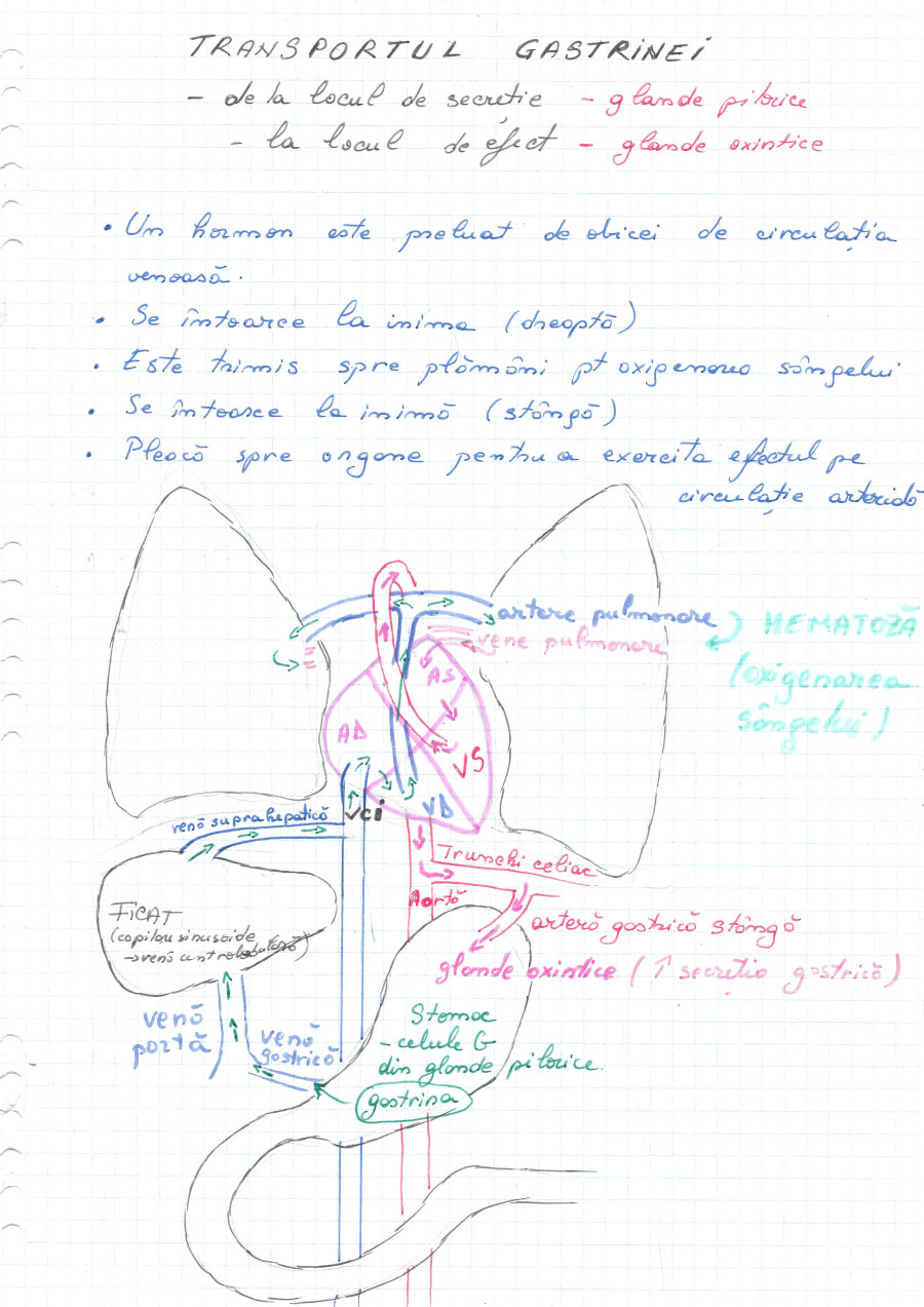 Transportul gastrinei