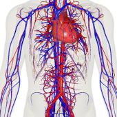 Sistemul cardiovascular