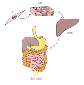 Introducere în anatomie și fiziologie