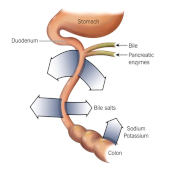 Sistemul Digestiv II