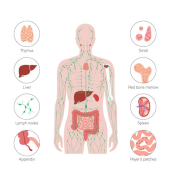 Sistemul limfatic și imun